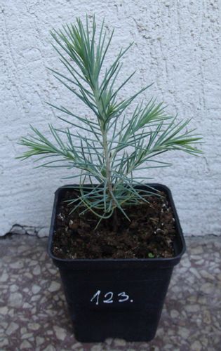 CEDR HIMALAJSKI CEDRUS - sadzonki w doniczkach na Arena.pl