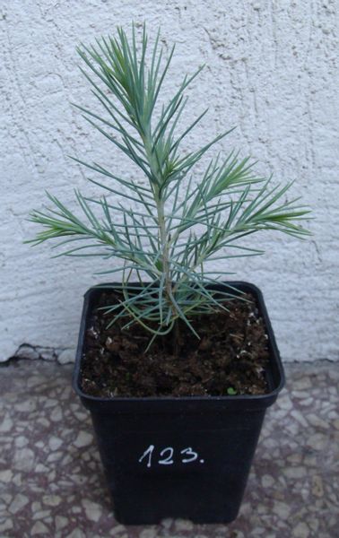 CEDR HIMALAJSKI CEDRUS - sadzonki w doniczkach zdjęcie 4