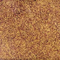 MIKROKONICZYNA nasiona drobnolistna KONICZYNA 1 KG