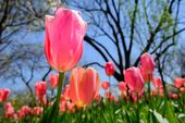 FOTOTAPETA KWIATY TULIPANY ŁĄKA DEKORACJA