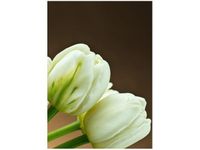 50X70CM BIAŁE TULIPANY OBRAZ PION ŚCIAN