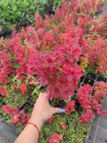 Berberys Thunberga RED CARPET 10-30cm Czerwony Dywan na Arena.pl