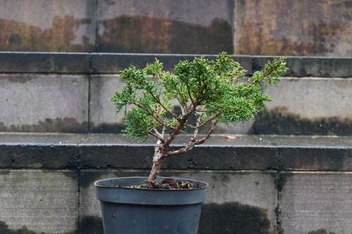 Jałowiec chiński Shimpaku - Juniperus chinensis 0068 na Arena.pl