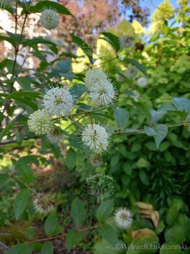 Guzikowiec zachodni - Cephalanthus occidentalis na Arena.pl