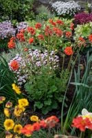 Kuklik Tempest Scarlet - Geum boliviense