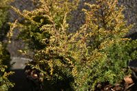 Jałowiec Suecica Aurea o złocistym wybarwieniu