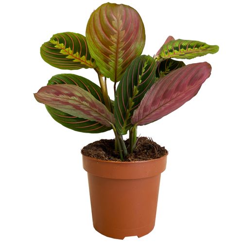 MARANTA FASCINATOR 30cm na Arena.pl