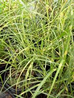 Miskant chiński Strictus Dwarf karłowy w paski