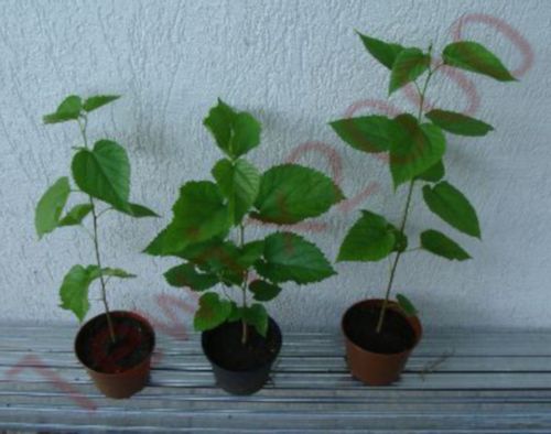 MORWA CZARNA Nigra - sadzonki w doniczkach na Arena.pl