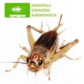 ŚWIERSZCZE KUBAŃSKIE BARDZO DUŻE ~ 180ml 100szt + legalna wysyłka