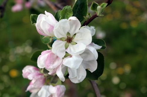 JABŁOŃ PAPIERÓWKA - NAJWCZEŚNIEJSZE- KARŁOWA !!! na Arena.pl