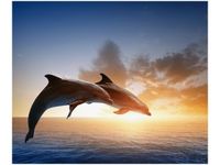 60X50CM DELFINY OBRAZ ŚCIAN DREWNIANE