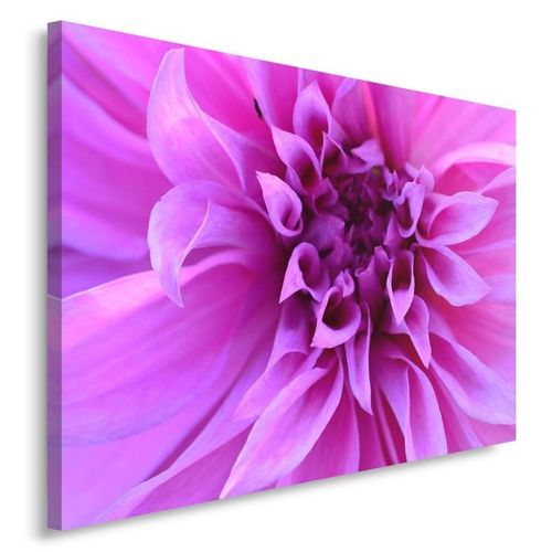Obraz na płótnie - Canvas, Purpurowy kwiat 50x40 na Arena.pl