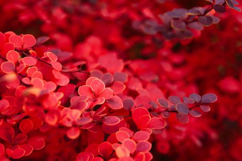 Berberys Thunberga 'Orange Pillar' (Berberis thunbergii) Poj. 1.0L na Arena.pl