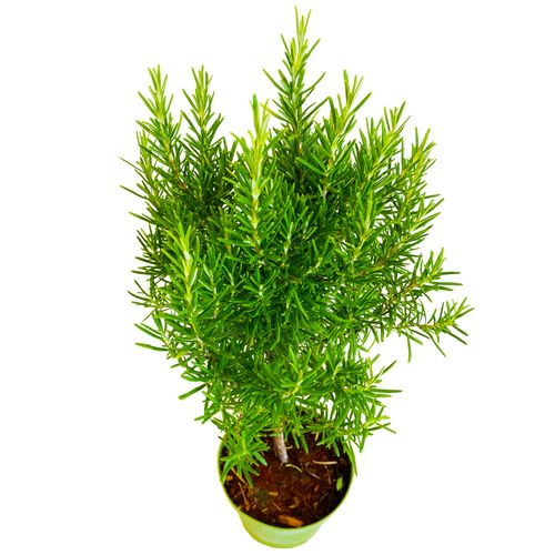 Rozmaryn Rosmarinus 45cm na Arena.pl