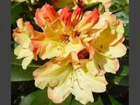 AZALIA żółto-pomarańczowa - sadzonki 60 / 80 cm