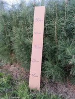 SOSNA POSPOLITA sadzonki 50-80 cm 50 sztuk