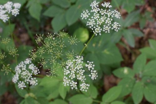 GALLUP 5L 360SL Glifosat hebicyd totalny na Arena.pl