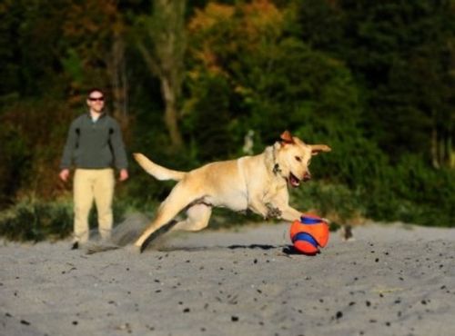 Chuckit! Kick Fetch Small [251101] na Arena.pl