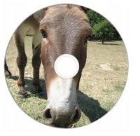 Nadruk na płycie Maxell DVD-R 4,7G 16x 001