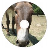 Nadruk na płycie Maxell DVD-R 4,7G 16x 001