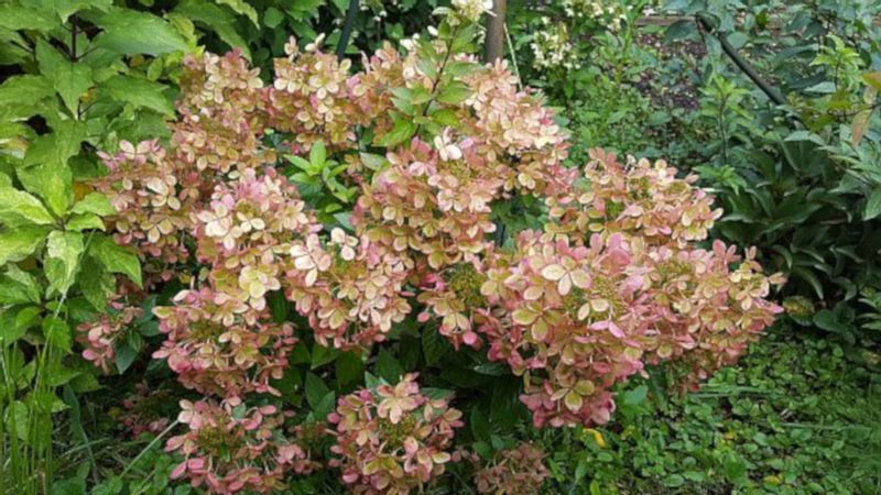 HORTENSJA BUKIETOWA Pastelgreen - sadzonki w don. zdjęcie 1