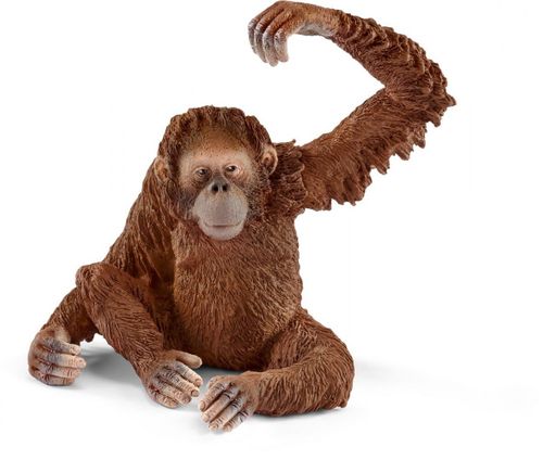 Orangutan samica na Arena.pl