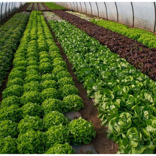 LINIA KROPLUJĄCA 100m+179EL NAWADNIANIE KROPELKOWE WĄŻ KROPELKUJĄCY SOLIDNY na Arena.pl