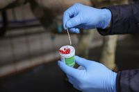 Dreny udrażniające do strzyków, nasączone wazeliną, 20 szt., Kerbl