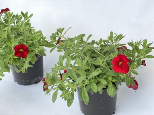 Million Bells Firestorm Calibrachoa kolor czerwony na Arena.pl