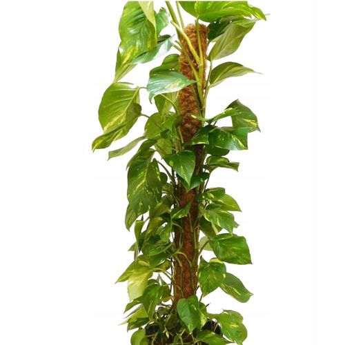 Podpora Palik Kokosowy 100cm (1M) Tyczka do Monstery Kwiatów Roślin na Arena.pl