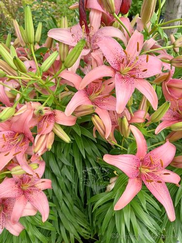 Lilia azjatycka Pink Pixie na taras i balkon na Arena.pl