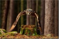 product-compare-58694561