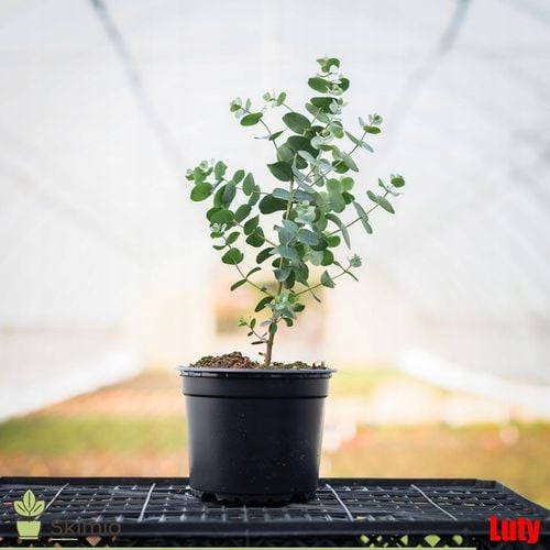 Eukaliptus Wieloletnie Niebieskie Drzewo Duże Ładne Sadzonki w na Arena.pl