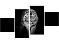 OBRAZ TIGER IN THE DARK