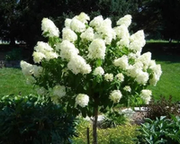 HORTENSJA POLAR BEAR na pniu kremowa - sadzonki 50 / 80 cm