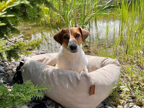 Fotelik samochodowy dla psa Transporter Velvet na Arena.pl
