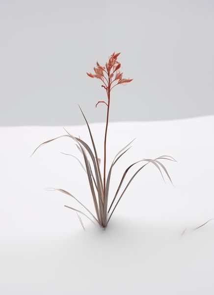 Plakat 40x55cm Subtelność Natury zdjęcie 1