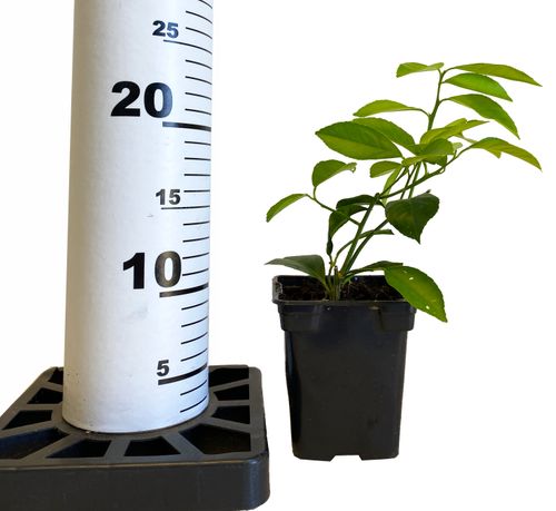 CYTRYNA MEYER 25 cm na Arena.pl
