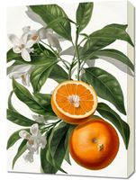 Obraz 50x70cm Dojrzałość Pomarańczy