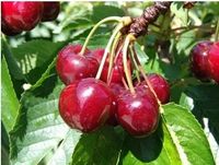 CZEREŚNIA SUMMIT obficie owocuje - sadzonki 50 / 90 cm