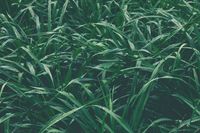 BIO DETOX LIVER CLEANSE oczyszczanie REGENERACJA wątrob ostropest chlorella