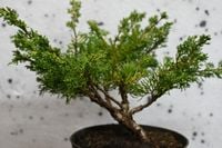 Jałowiec chiński Shimpaku - Juniperus chinensis 0053