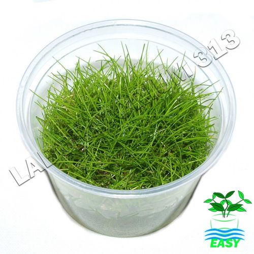 Eleocharis parvula na Arena.pl