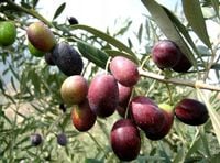 Oliwka Europejska olea europaea krzak
