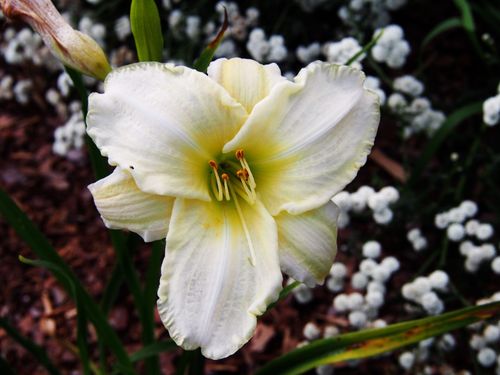 Liliowiec 'White Temptation' Biały Duże Kwiaty (Hemerocallis) Doniczka 2.0L na Arena.pl