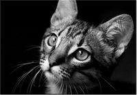 100 70CM OBRAZ PŁÓTNO SPOJRZENIE VISUALPANIC PŁÓTNO RAMA