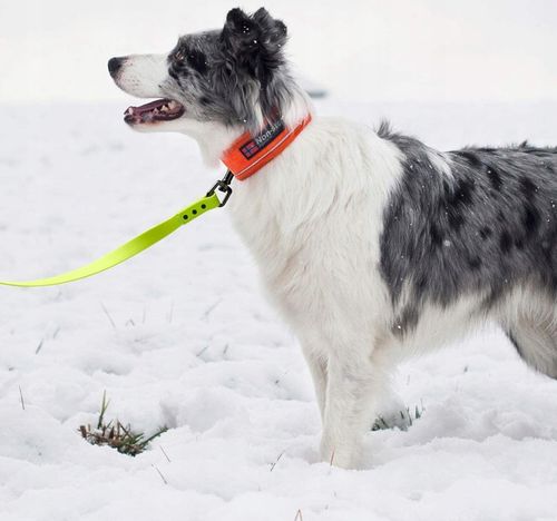 SMYCZ TRENINGOWA dla Psa MOCNA BIOTHANE PVC 3m na Arena.pl