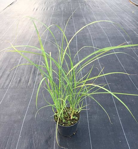 Miskant chiński Sarabande C2 na Arena.pl