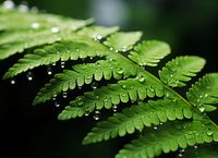 Plakat 55x40cm Szepty Natury